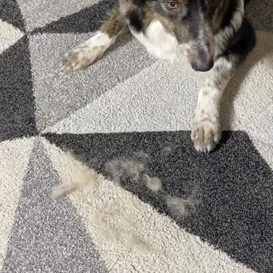 🔥Pet Spray Hair Removal Comb🐶
